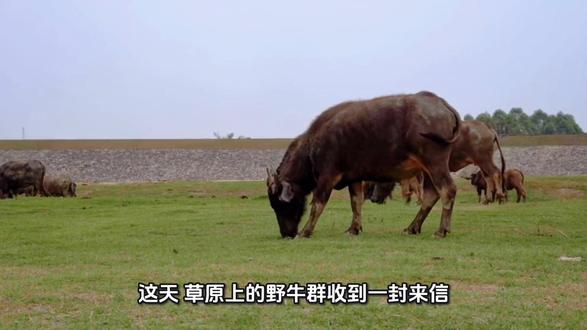 城市里的牛来信,邀野牛去城里住瓦屋、吃嫩草。众野牛犹豫,一头聪明的野牛先去探访,发现城里的牛被人圈养、戴着鼻环干活,看似安逸实则失去自由。它赶紧返回草原,劝大家别去,野牛们庆幸保住了野性与自由。#动物@dou+小助手 #自然界动物 #知识科普 #新农人计划 #神奇动物在抖音