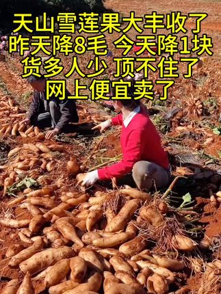 #抖音新农人 #天山雪莲果脆甜多汁 又脆又甜的雪莲果丰收了,白菜价哦!#农产品