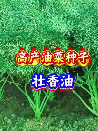 (国审)壮香油高产杂交油菜种子榨油油菜抗病油菜籽抗倒伏抗寒抗冻#壮香油#油菜种子#榨油