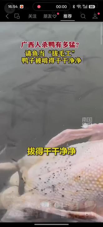 🦆救命!鸭子请鱼当“拔毛工”?!
🐟密密麻麻小鱼围攻,鸭毛被啃到发光✨
🤣这操作也太秀了吧!你见过吗?
