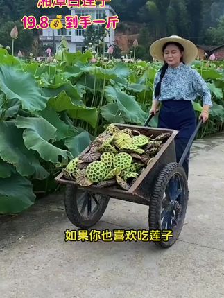 咱们原产地的湘莲,不熏硫不漂白,吃的健康吃的安心#莲子 #爱生活爱美食 #农产品原产地#湘潭白莲子