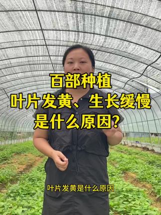 百部种植,你了解多少?#百部 #中药材种植 #一份耕耘一份收获