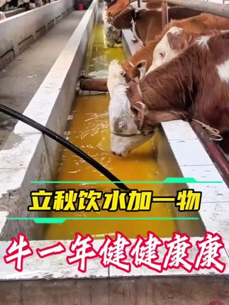 #牛养殖 #牛催肥 #养牛人加油 #万独康 #誉科万独康