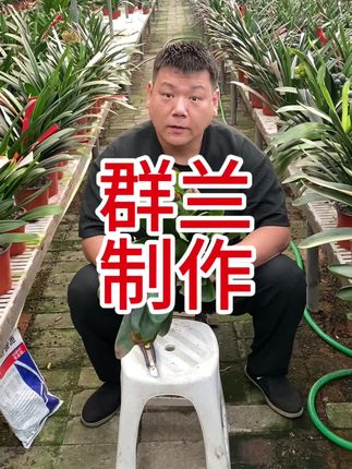君子兰群兰的制作方法 教大家两招群兰的方法#君子兰#君子兰群兰