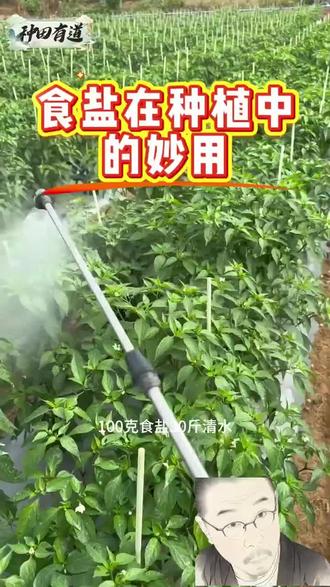 食盐在蔬菜中的用处#蔬菜种植技巧#种植小技巧#农业种植 #三农服务