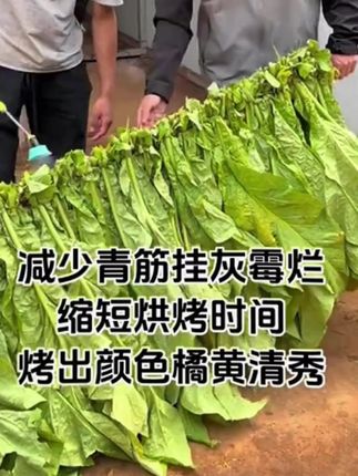 满房黄 微生物菌剂 变黄快 节省燃料 少霉烂青筋挂灰 1袋喷300杆#满房黄少霉烂青筋挂灰 #高老师讲烤烟 #叶连根组合