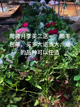 #藤本月季爬藤欧月 又到了爬藤栽种的好季节,想要成活率高,那就是一定秋季栽种哦,四季开花,耐寒耐热,苗圃直发#别墅庭院植物 #好看的花一定要分享给你 #爱生活爱养花 #庭院植物