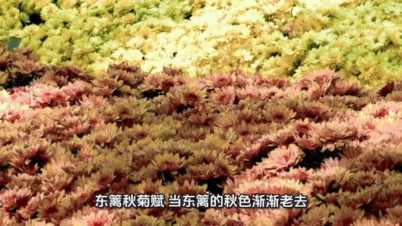 东蓠秋菊,尽显道骨佛心!