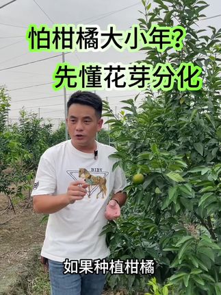 想确保明年产量,花芽分化工作一定要到位!等秋梢达到八九成老熟时,就用“它”,能加快枝条老熟和木质化,帮树体多累积营养,还能促进花芽发育,让花芽胚胎更健壮。#柑橘 #柑橘种植 #柑橘管理 #花芽分化 #秋梢