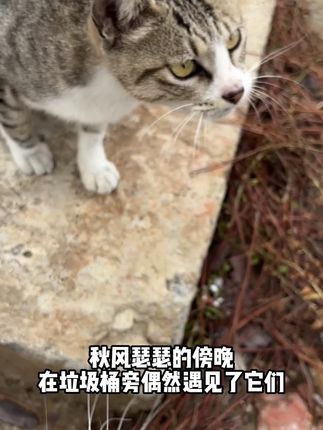 偶遇两只流浪猫,大黄超级粘人,小狸花虽然怀着崽崽但是战斗力还是很强,今天下单了航空箱,希望明天它们还在~#关爱流浪动物 #流浪猫 #养猫 #抖音萌宠计划 #田园猫