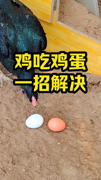 鸡吃鸡蛋,一招解决 #养鸡#养殖#鸡吃鸡蛋#养鸡人