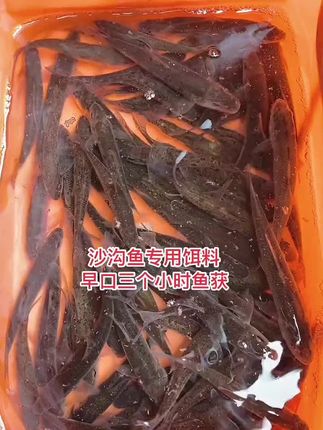 #户外钓鱼 #垂钓 同款沙沟鱼专用饵料在下方橱窗