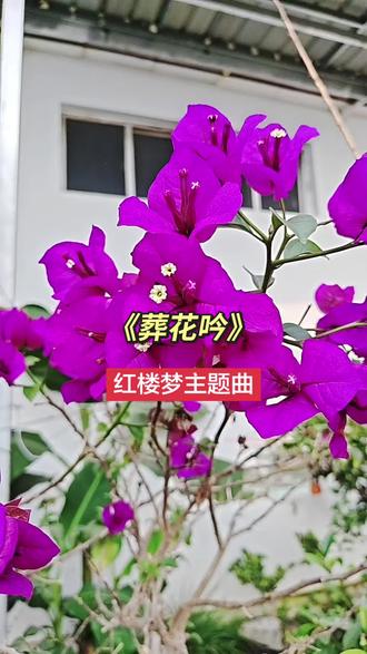 满园春色今又是!
鸟语,花香,菜美,鱼跃;
小院时光,生活的氛围,大自然的清新;
努力打造宜居生活小环境;
心态好才是最好的养生。
祝刷到的朋友开心快乐每一天!
#养花人 的乐趣