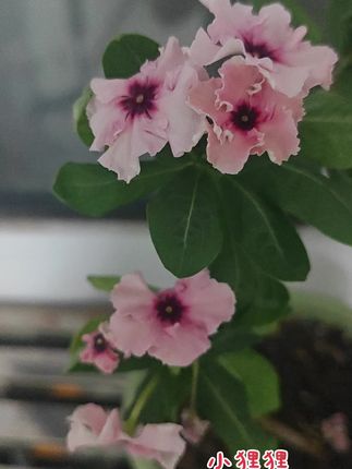 长春花变异系列#赏花 #花期已至美好如初 #养花人 #阳台养花 #爱了爱了