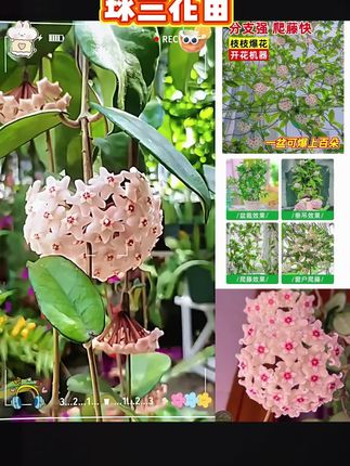 【3棵装】#球兰大苗#当年开花网红垂吊花卉#室内爬藤绿植物#吊兰鲜活#球兰花苗