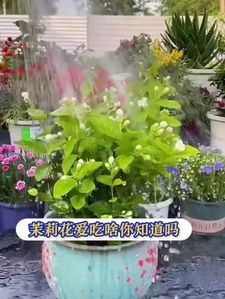 茉莉补酸补磷补铁有妙招!硫酸亚铁一克兑一斤水,半月浇一次,壮株促花防黄叶。绣球、月季等喜酸植物通用#硫酸亚铁 #种植小技巧