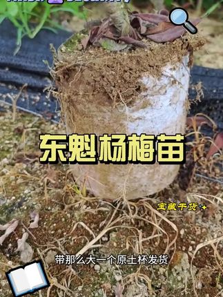 果农自家育苗,品种纯正,拒绝“假苗坑”!#三农 #农业种植 #东魁杨梅苗