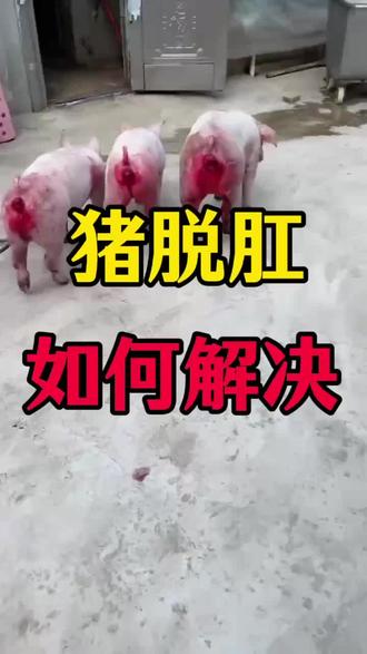 猪脱肛,如何快速解决#三农养殖 #猪病防控