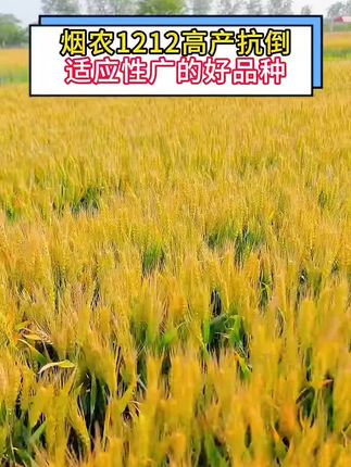 #小麦品种推荐 #农业好物 #丰收中国 烟农1212就是强,从收到收少操心,风吹雨打稳当当,亩产千斤不是梦!