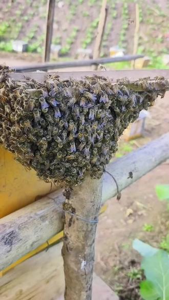 冬季逃蜂收编 #三农 #养蜂人