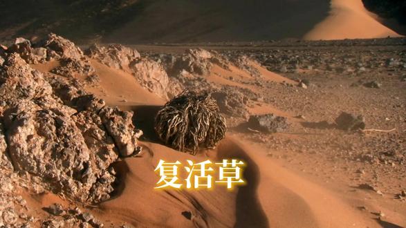 复活草在沙漠里流浪等一场雨完成生死轮回 #动物世界 #复活草 #植物科普
