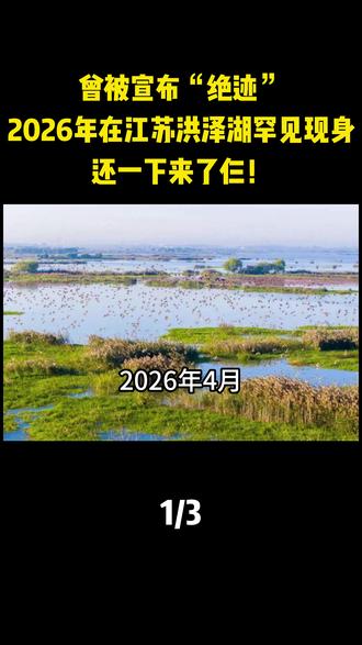 曾被宣布“绝迹”2026年在江苏洪泽湖罕见现身,还一下来了仨! #彩鹮#科普#科普知识#冷知识#动物