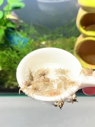 这可不是普通的螃蟹,这可是鱼缸里的清洁大师!辣椒蟹,你别看它小小一个,却是个十足大胃王,只要一入缸,啥东西都往嘴里塞,就算鱼缸不换水,照样可以清澈见底,干净整洁。价格便宜,赶紧去小黄车找几只给你打扫打扫鱼缸吧!#迷你辣椒蟹 #观赏蟹 #小螃蟹 #鱼缸造景 #上热搜