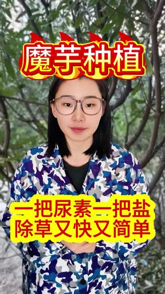 把尿素一把盐,除草又快又简单。#魔芋 #魔芋种植 #魔芋种植技术 #魔芋管理 #三农