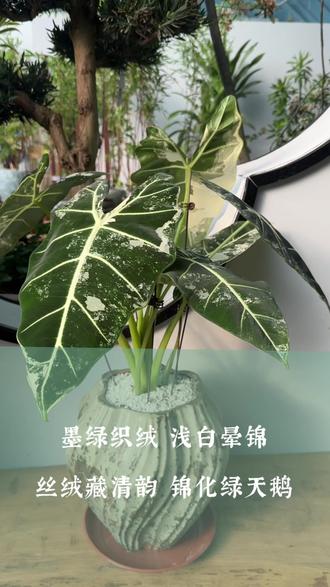 备受欢迎的锦化绿天鹅#锦化植物 #长春花店#花卉绿植