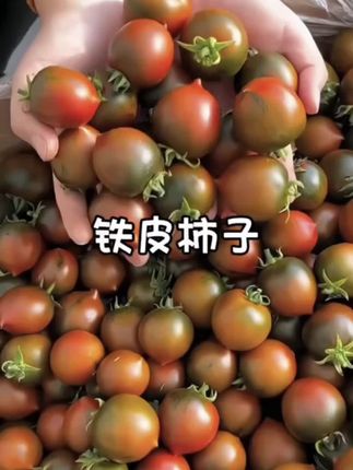 铁皮草莓柿子,蔬菜里的水果,比水果还好吃,一口下去汁水超多,吃起来酸甜可口,无论生吃还是炒菜都很好吃#西红柿 #铁皮西红柿 #新鲜采摘 #优质农产品