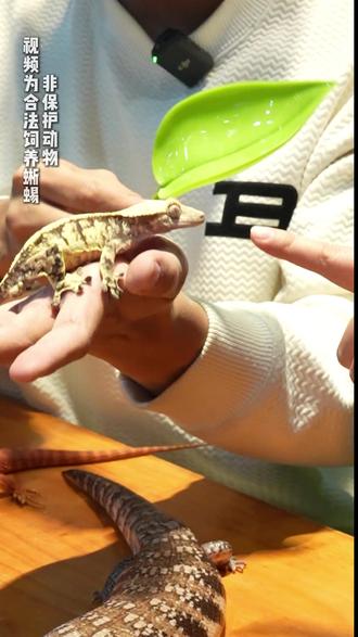 这期来盘:有人怕到躲,有人爱到疯的爬宠🔥 #睫角守宫 #蜥蜴 #异宠 #爬宠日常 下期想看什么,记得评论区告诉我们哦