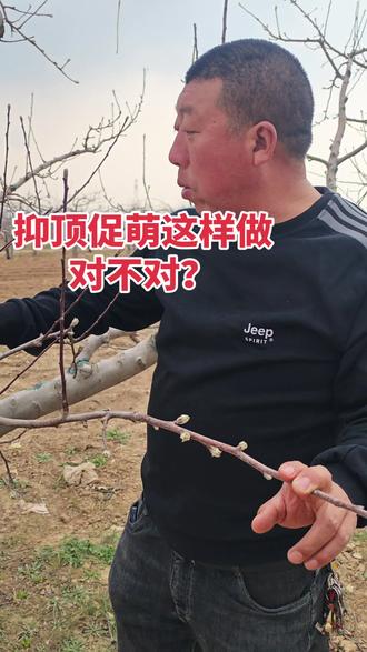 抑顶促萌什么时候做可以形成花芽#果园管理 #果树种植管理 #果树修剪 #服务我们是认真的
