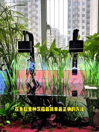 长这么大头回见到这么神奇的种球,只要把它种进鱼缸没几天就发芽了,十来天就长满了整个鱼缸 #水培植物#挺水植物 #茨菇 #净水