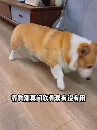 养狗别等狗狗腿脚出状况才上心 #新手养宠攻略 #养狗人 #狗狗