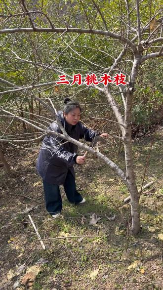 三月桃木枝#老一辈的智慧 #五彩绳编织 七根七厘米#民间实拍