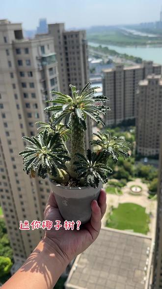 掌中椰子树🌴像不像#块根植物 #椰子硫桑 #迷你椰子