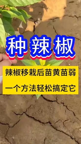 辣椒移栽后苗黄苗弱,一个方法轻松搞定它#辣椒 #辣椒种植 #辣椒种植技术 #种辣椒