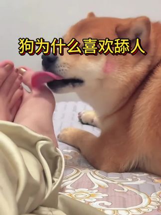 狗为什么喜欢舔人?