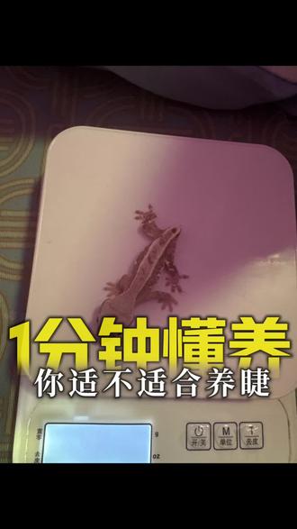 养睫新手需要知道的2 3事#睫角守宫 #爬宠饲养日常 #爬宠必备 #爬宠互动