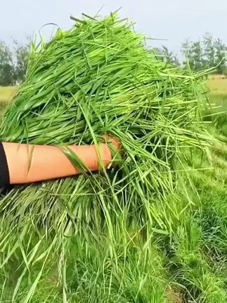 黑麦草种子#畜牧养殖 #猪马牛羊鸡鸭鹅兔鱼虾蟹都适用 #强烈推荐 #鸡鸭鹅养殖