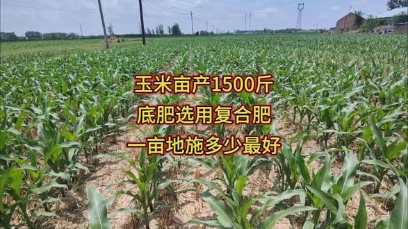 玉米亩产1500斤,底肥选复合肥,施多少最合适 #三农生活 #三农流量扶持计划