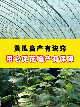 种黄瓜高产有诀窍,用上它促花增产有保障 #黄瓜种植技术 #黄瓜高产种植 #种黄瓜 #膨果 #瓜啦啦