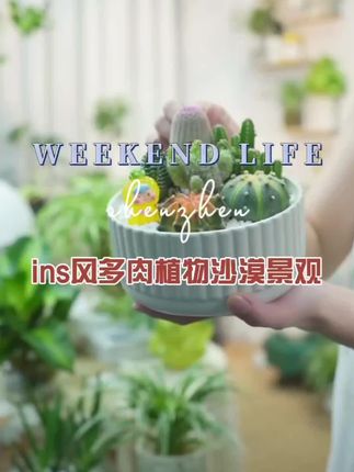 ins风多肉植物沙漠景观仙人掌耐干易养精致百搭轻奢种好瓷盆成品