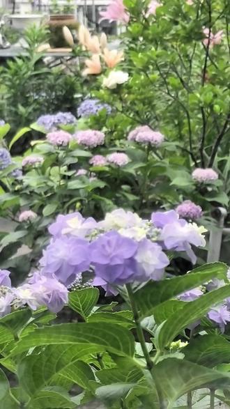 #绣球花 绣球花盛开时,花朵硕大饱满,如同一个个精致的花球,极具观赏价值。
花期时间
绣球花通常在 6月至8月 进入盛花期1。不过,不同品种和地区的气候会略有差异,有些品种可能从5月就开始陆续开放。
花朵特点
- 花型 :它的花朵是由许多朵小花聚集在一起形成的大型伞房花序,远远望去就像一个色彩鲜艳的绣球。
- 花色 :花色非常丰富,常见的有白色、粉红色、蓝色和紫色。最特别的是,绣球花的颜色会随着土壤酸碱度的变化而改变,酸性土壤中开蓝色花,碱性土壤中则开红色花。有时甚至能在同一株上看到蓝粉渐变的奇妙景象。
养护要点
为了让您的绣球花开得更繁盛,可以关注以下几点:
- 光照 :绣球花喜欢半阴环境,夏季需适当遮阴,避免强光直射;春秋季则可以接受充足的散射光。
- 水肥 :生长期可每隔2-3周施一次稀释的液肥。开花前应增施磷钾肥(如骨粉)来促进花朵发育。浇水要保持土壤湿润,但注意不要积水。
- 修剪 :花后及时修剪残花,可以减少养分消耗,促进新枝萌发,为下一年的开花做准备。