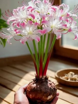 解锁秋日浪漫!彼岸花种球,让庭院阳台秒变神秘花园。 精选饱满种球,新手也能轻松养。简单覆土浇水,秋分时节就能收获惊喜。 猩红花瓣如丝如绸,花叶永不相见,自带清冷魅惑感。地栽盆栽皆可,拍照出片率超高。 把这份秋日限定带回家,为生活添一抹诗意。#彼岸花 #家庭养花 #庭院花卉#清新自然