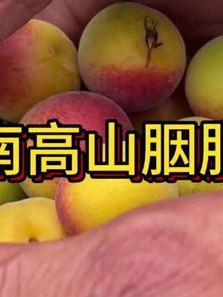 #大自然的馈赠 云南高山胭脂梅#新鲜应季水果 #青梅酒 #泡酒 #梅子 泡酒酵素。梅子酱,现在是季节,错过了就等一年哦