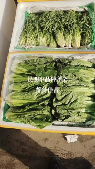 #诚信经营质量第一 #蔬菜原产地优选 昆明荷兰芹,黄九,牛油,包罗,