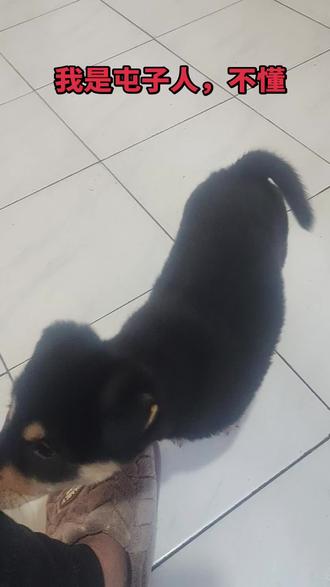 一言难尽不如一饮而尽#爱犬