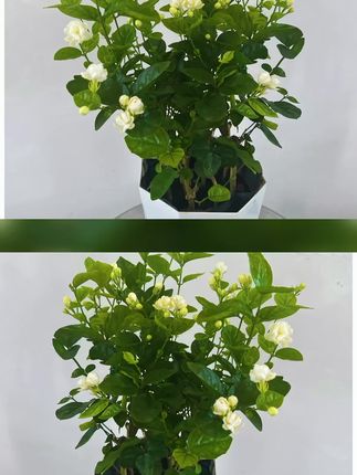 【带花苞】重瓣茉莉花盆栽带花苞开花浓香花卉新手好养#茉莉花 #花卉绿植 #爱养花