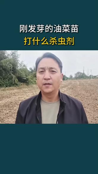 刚发芽的油菜苗打什么杀虫剂。#油菜种植 #病虫害防治